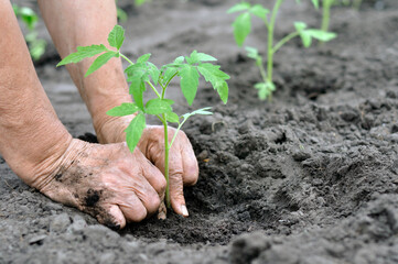 hands of senior woman planting a tomato seedling in the vegetable garden