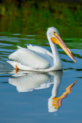 Pelican reflection on calm water