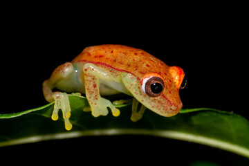 Amazonian tree frog