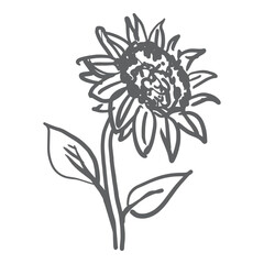Sketch sunflower hand drawn vector illustration isolated white background