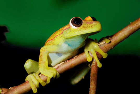 Amazonian Tree frog
