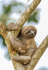 sloth © Gregory