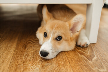 An Adorable Corgi Puppy is seen Relaxing Under a Table, beautifully Capturing the Essence of Playful Serenity while nestled in a Cozy Home Environment filled with warmth and comfort for all