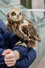 great horned owl in flight