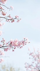 Subtle cherry blossom gradient against a pale blue sky, natural spring scene, landscape, background, nature