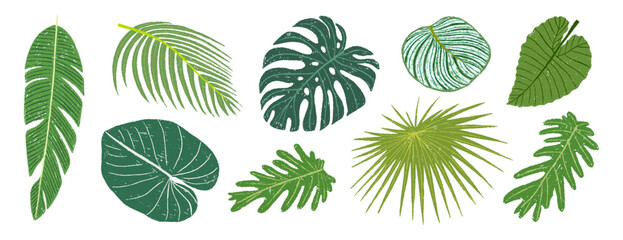 Set of tropical plants hand drawn crayon. Hawaiian leaves collection. Palm, banana, coconut, monstera leafs. Vector illustration © Vetriya