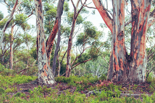 australian bushland landscape with eucalyptus trees with colourful textured bark - Powered by Adobe