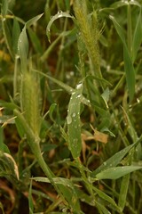 Drops of water after rain on green grass