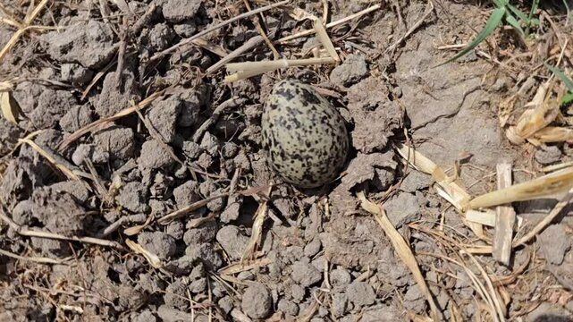 Red Wattled Lapwing Eggs In The Nest