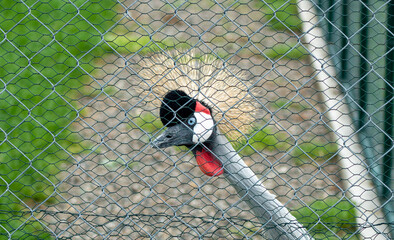 Close-up of a Grey Crowned Crane behind a chain-link fence, its bright eyes and striking plumage...