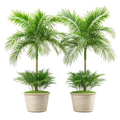 Obraz premium Two elegant palm trees potted together in a decorative container against a transparent background for tropical vibes