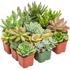 Fototapeta premium A diverse collection of suspicious plants displaying unique shapes and textures on a transparent background