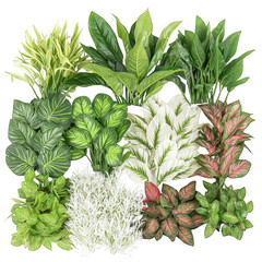 Obraz premium Diverse collection of plants displaying varied textures and colors perfect for nature lovers against a transparent background