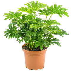 Naklejka premium A beautifully arranged large green plant nestled within a transparent terrarium showcasing nature's splendor