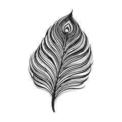 Obraz premium peacock feather fanning out in a beautiful arc on a white background