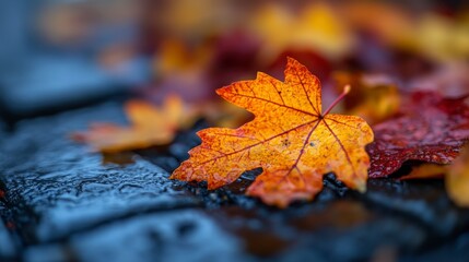 Autumnal leaf on wet stone surface