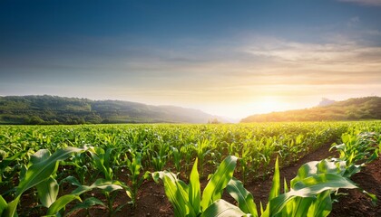 corn field or maize plantation field at agriculture farm in the morning sunrise