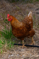Brown hen foraging in grassy field during late afternoon sunlight