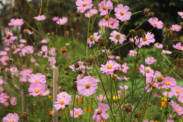 Fototapeta premium Cosmos flower (Cosmos Bipinnatus) with blurred background