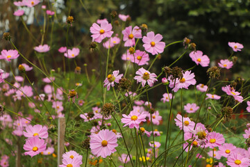 Colorful cosmos flower background