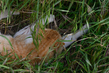 Calm feline rests amid tall grass during a warm afternoon in a sunlit garden, showcasing the beauty of nature's embrace