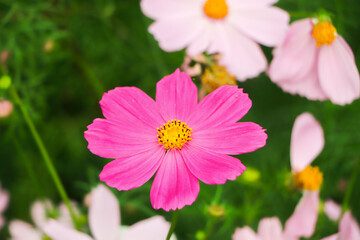 Obraz premium Cosmos flower closeup in garden