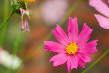 Obraz premium closeup of pink cosmos flower