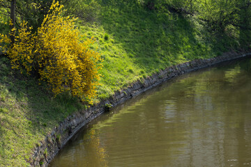 Yellow forsythia bush by the canal in spring