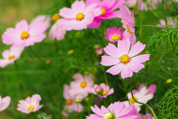 Fototapeta premium Cosmos flower closeup in garden