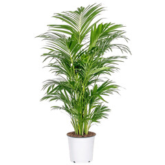Fototapeta premium Large green plant in a stylish white pot against a transparent background ideal for home and office decor