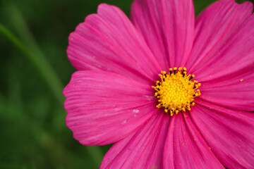 Obraz premium Cosmos flower closeup in garden