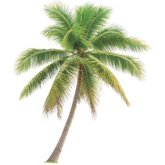 Tall palm tree with elegant fronds displayed against a transparent background for creative design projects