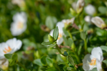 Moss-rose purslane flower bud