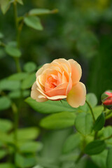 Rose Eveline Wild flower