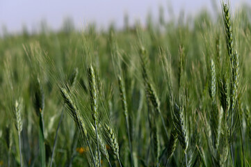 Golden stalks of wheat swaying gently in the warm breeze under the bright afternoon sky in a serene countryside landscape