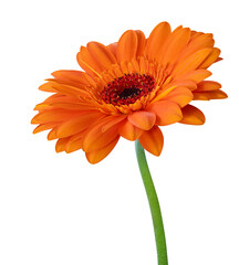 Vibrant orange Gerbera flower in bloom isolated on white background, cut out.