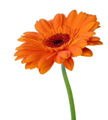 Fotobehang Gerbera Vibrant orange Gerbera flower in bloom isolated on white background, cut out.  © Olaf Simon