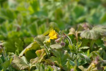 Geum Lemon Drops flowers