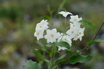 Potato vine flowers