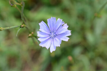 Wild chicory flower