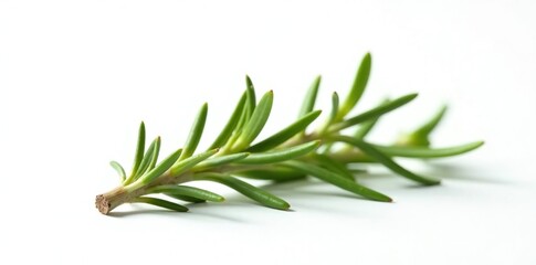 Fototapeta premium Isolated sprig of rosemary on white background, art, simple