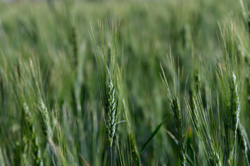 Golden stalks sway gently under the bright sunlight as a field of wheat flourishes in the warm embrace of summer