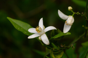 Delicate white blossoms grace the vibrant green foliage in a serene garden setting under soft...