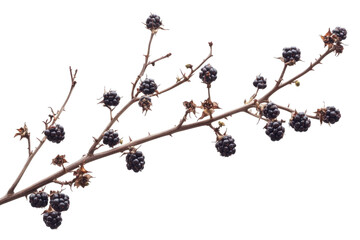 Close-up of Blackberry Branch with Dark Berries