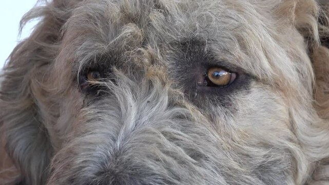 Vagabond, Tramp Mountain Dog Looking in Camera, Wandering Homeless Animals 4K