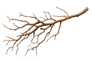 Intricate Root System Detail