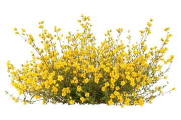 Stunning Yellow Flower Arrangement