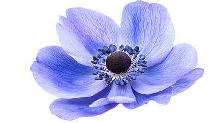 Blue Anemone Coronaria: Stunning Grecian Windflower in Vibrant Blue Beauty Displayed Professionally