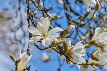 White magnolia flowers close up. Spring floral background