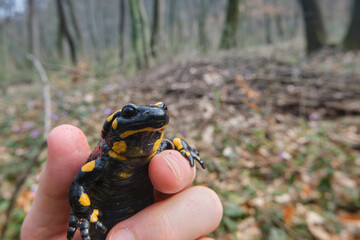 A fiery salamander in a man's hand. Poisonous lizard catched in the Carpathian forest